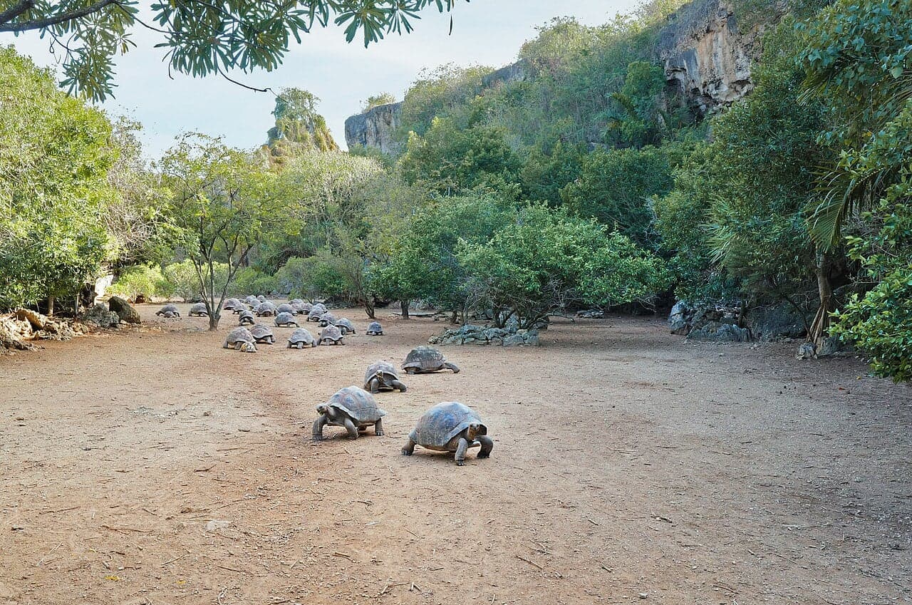 A large Aldabra giant tortoise walking slowly across grass in Mauritius