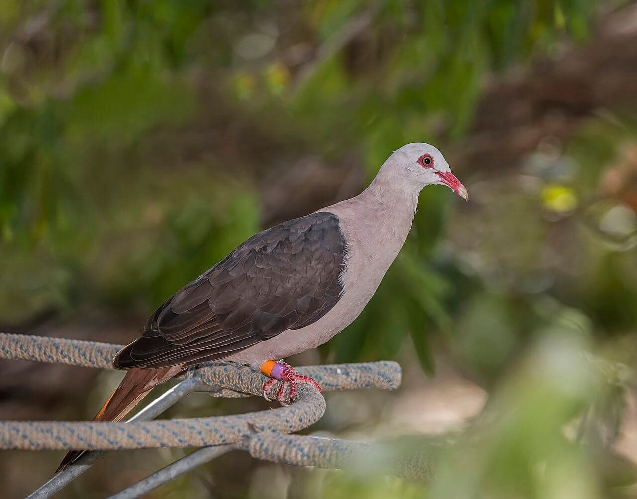 A pink pigeon with pale pink-brown feathers perched on a branch in Mauritius