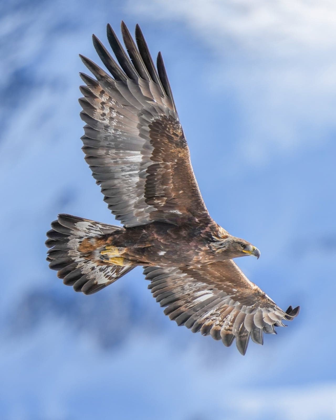 A golden eagle with wings spread wide, gliding against a blue sky