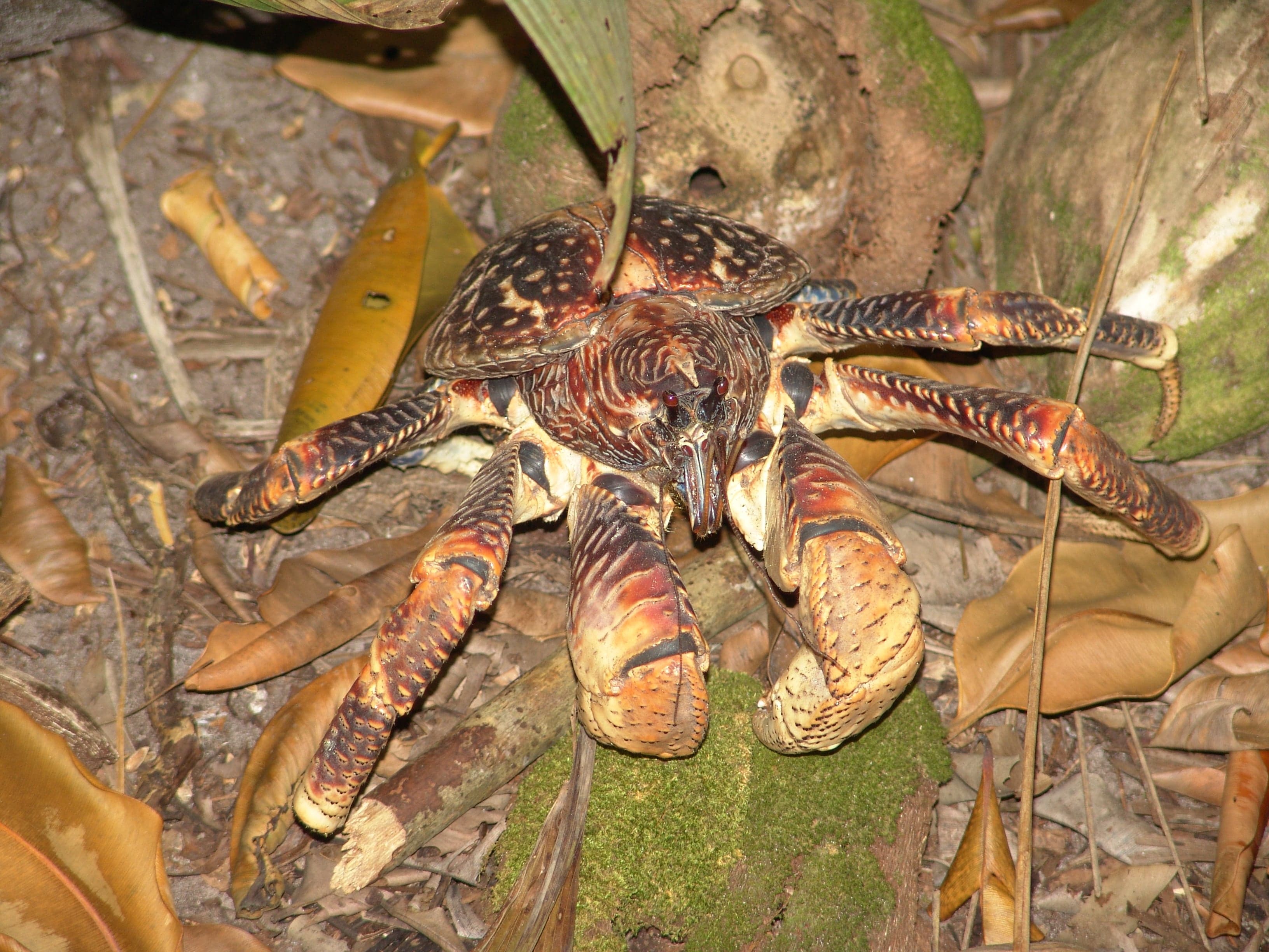 A large coconut crab with blue-red shell clinging to a palm tree trunk at night