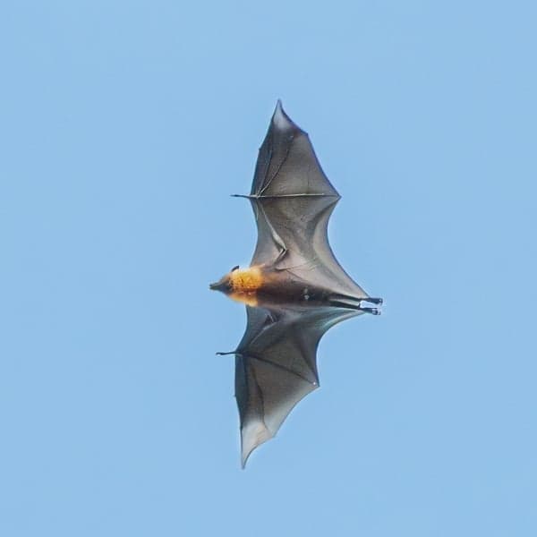 A Micronesian fruit bat hanging upside down from a branch with its wings folded