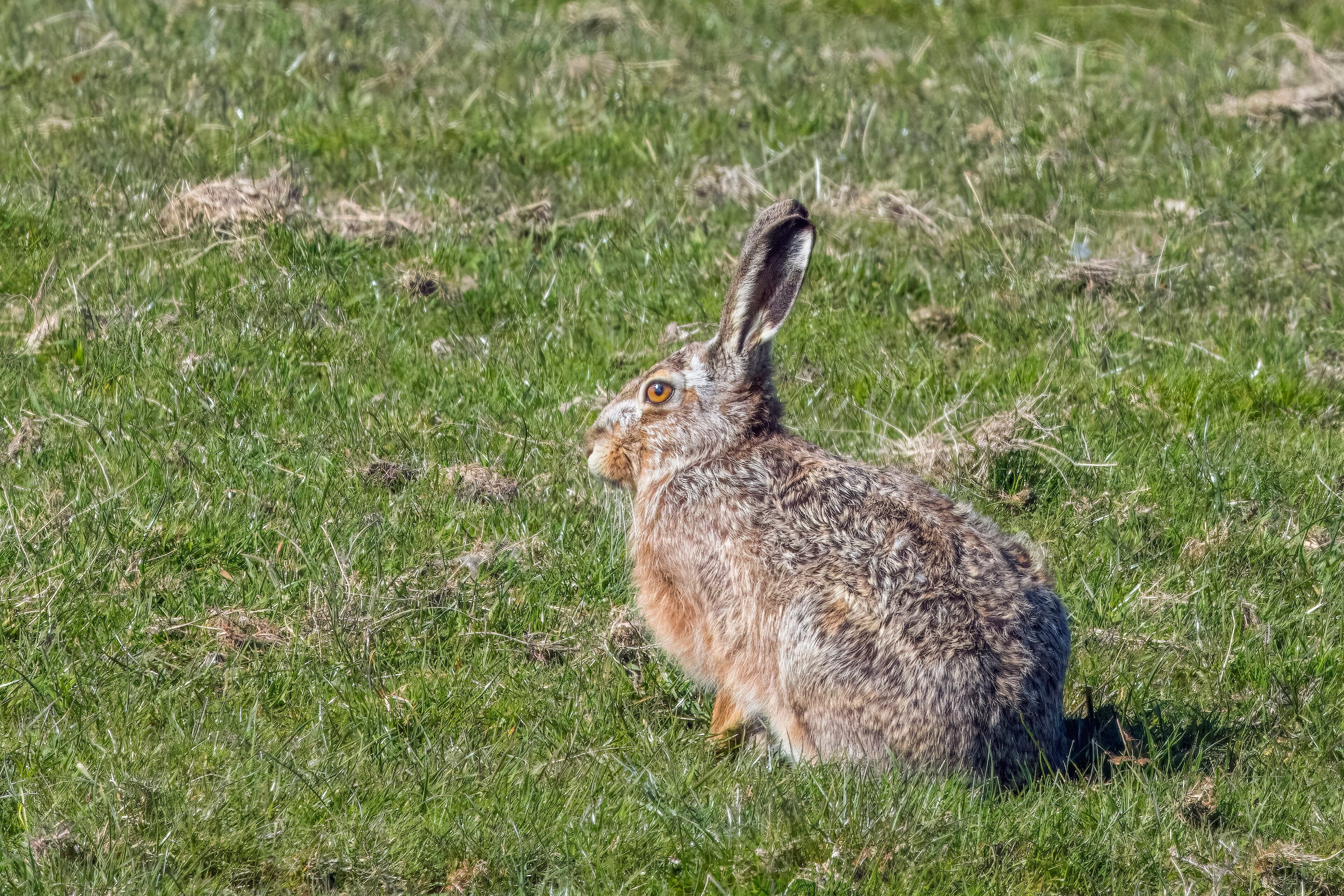 A European hare with long ears sitting alert in a golden grain field in Moldova