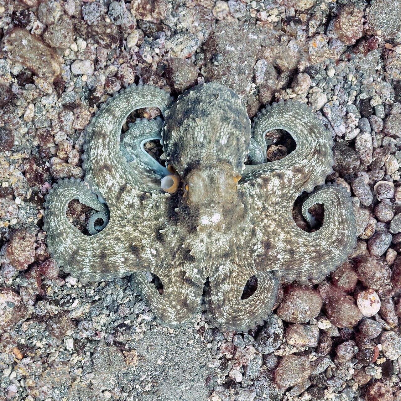 A common octopus hiding among rocks in a Mediterranean rock pool