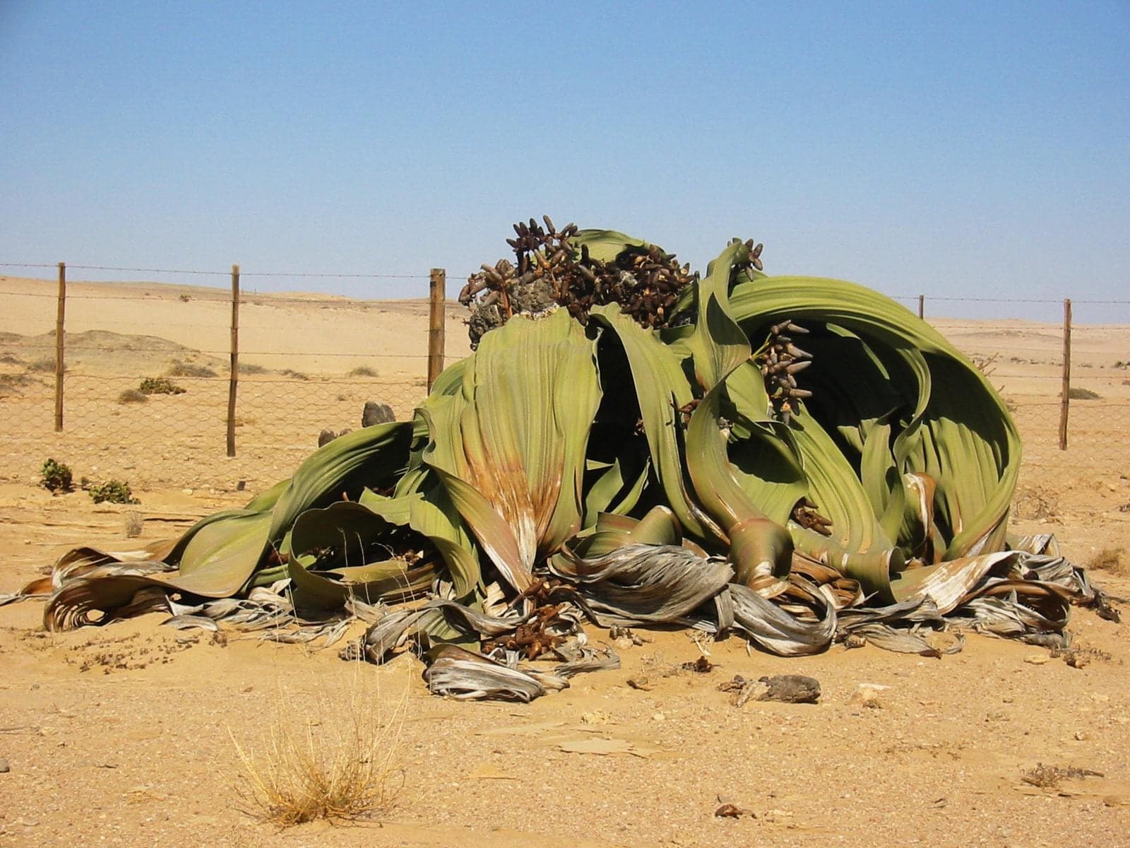 A sprawling welwitschia plant with long fraying leaves spread across desert gravel