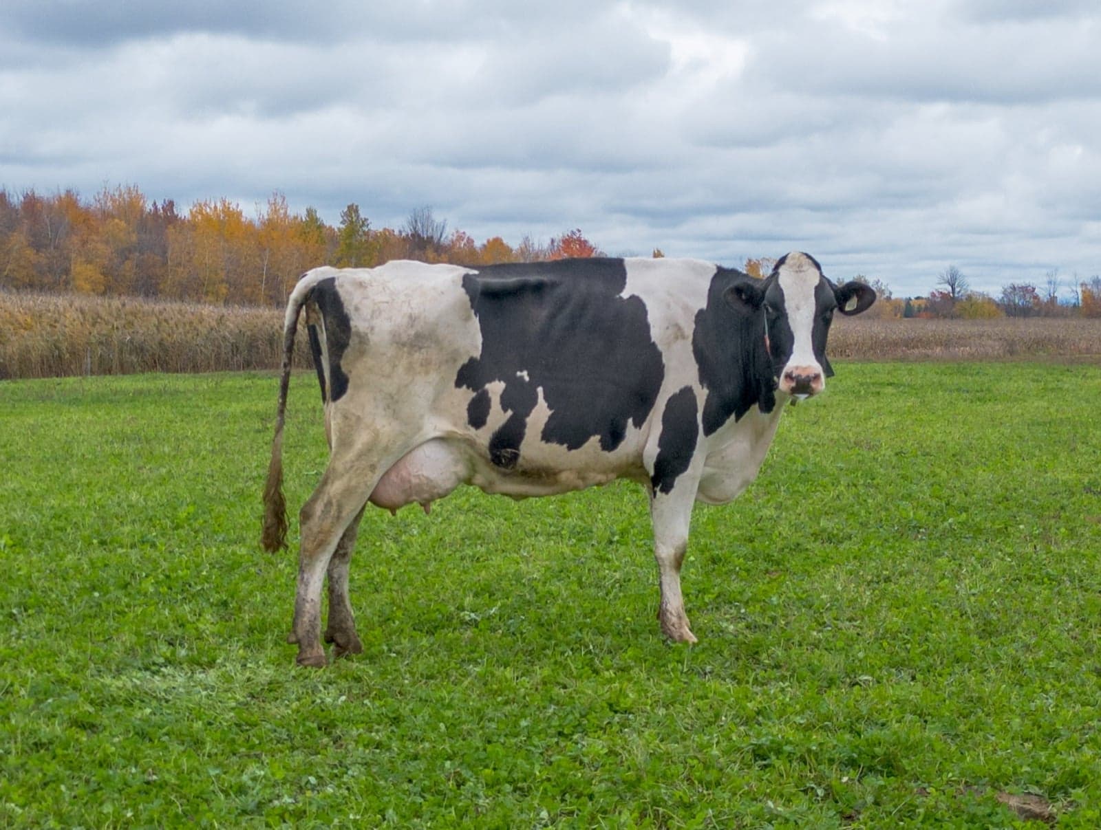 A black-and-white Friesian dairy cow grazing in a flat green Dutch field