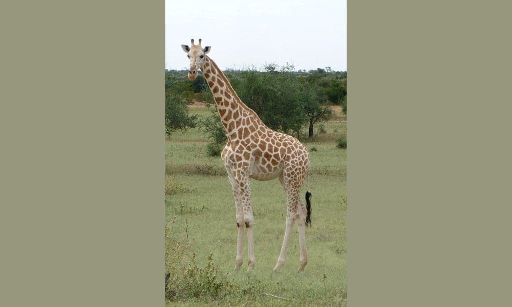 A group of tall giraffes walking through open savanna near Kouré village