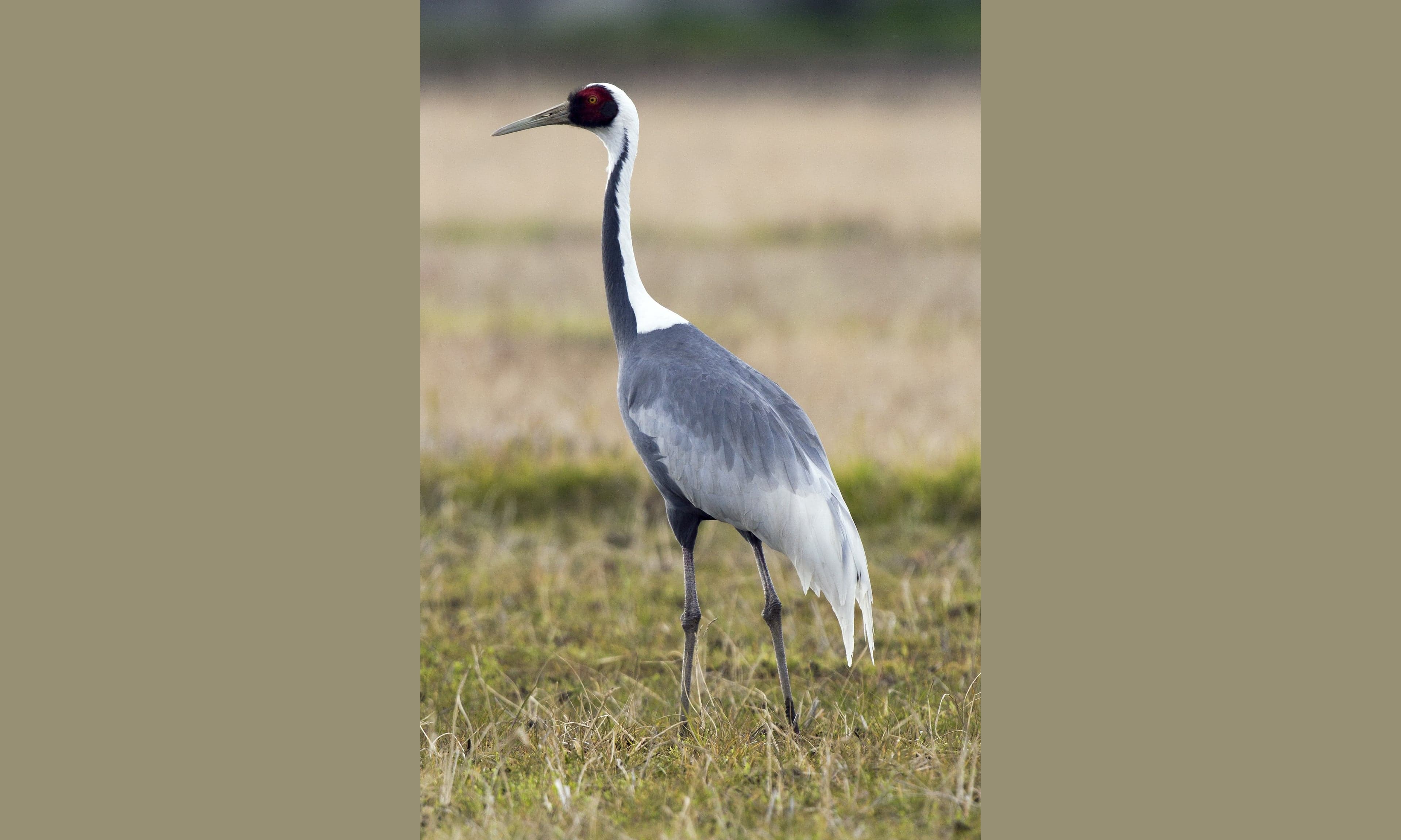 A white-naped crane with a red patch on its face standing in a snowy field