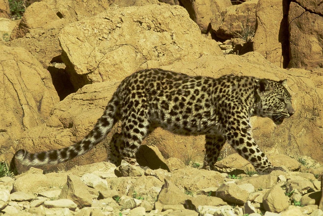 An Arabian leopard with golden spotted coat resting on a rocky mountain ledge