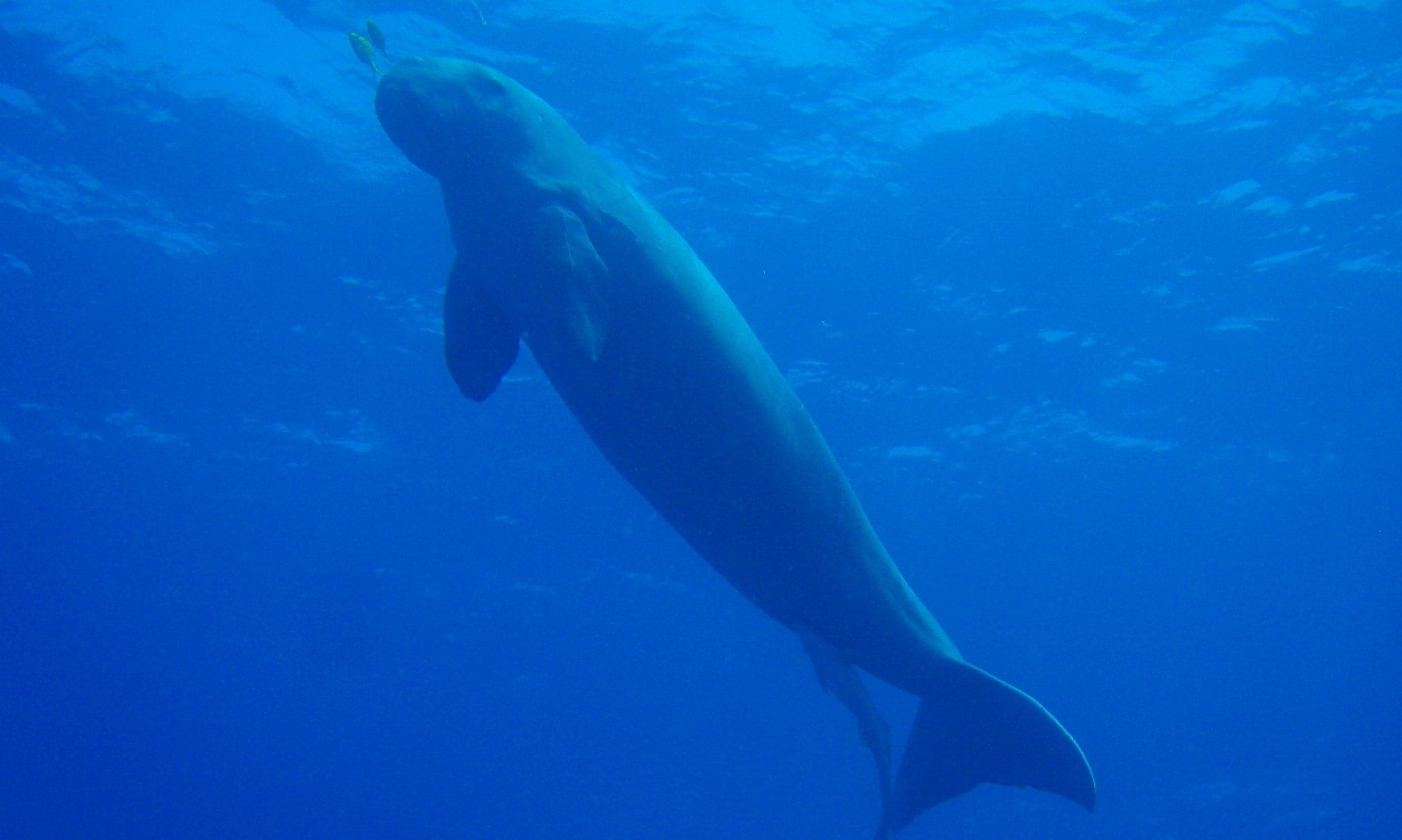 A dugong gliding slowly through clear shallow water above a seagrass meadow