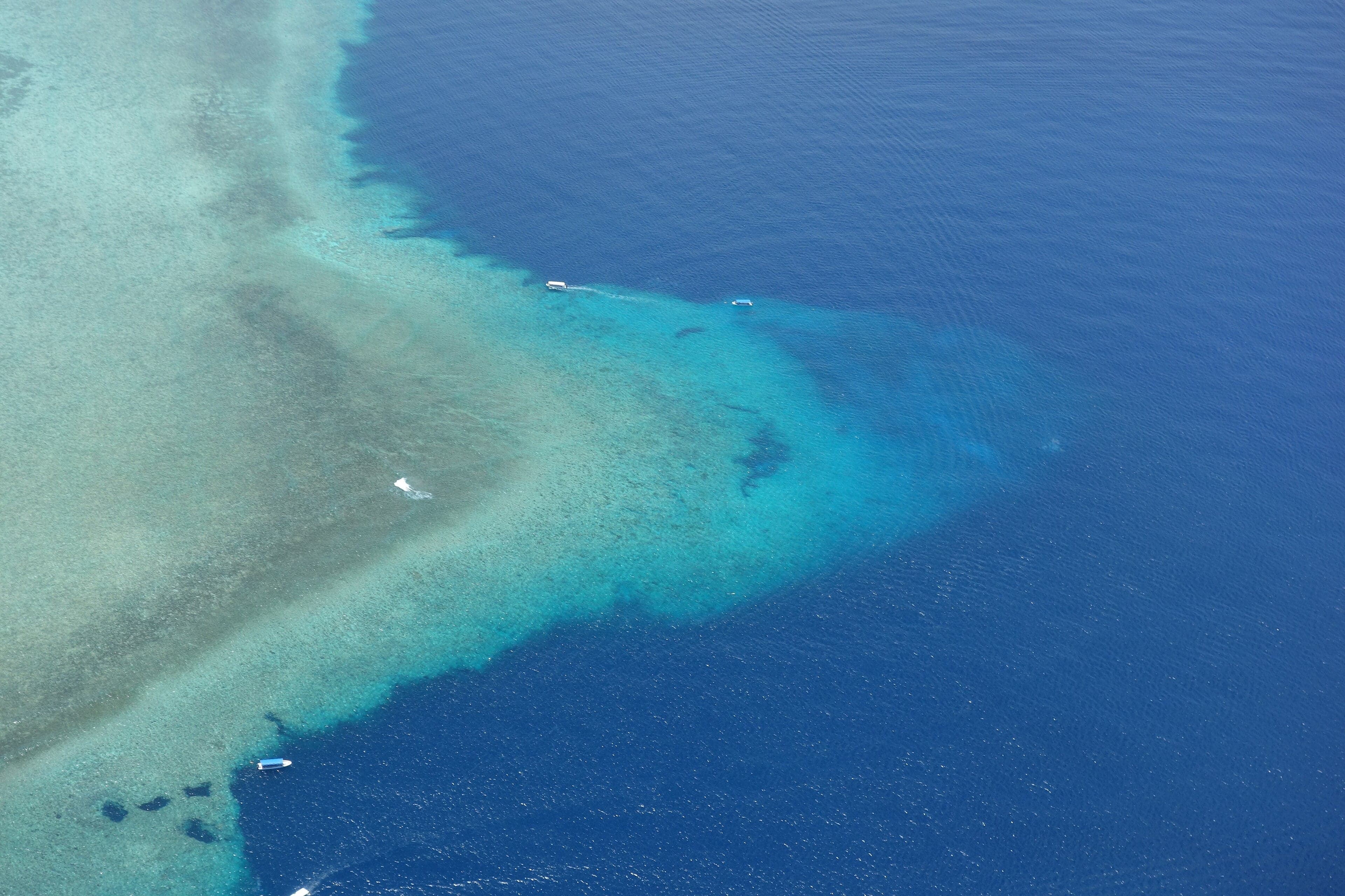 A colourful coral reef wall at Blue Corner, Palau, with fish streaming past