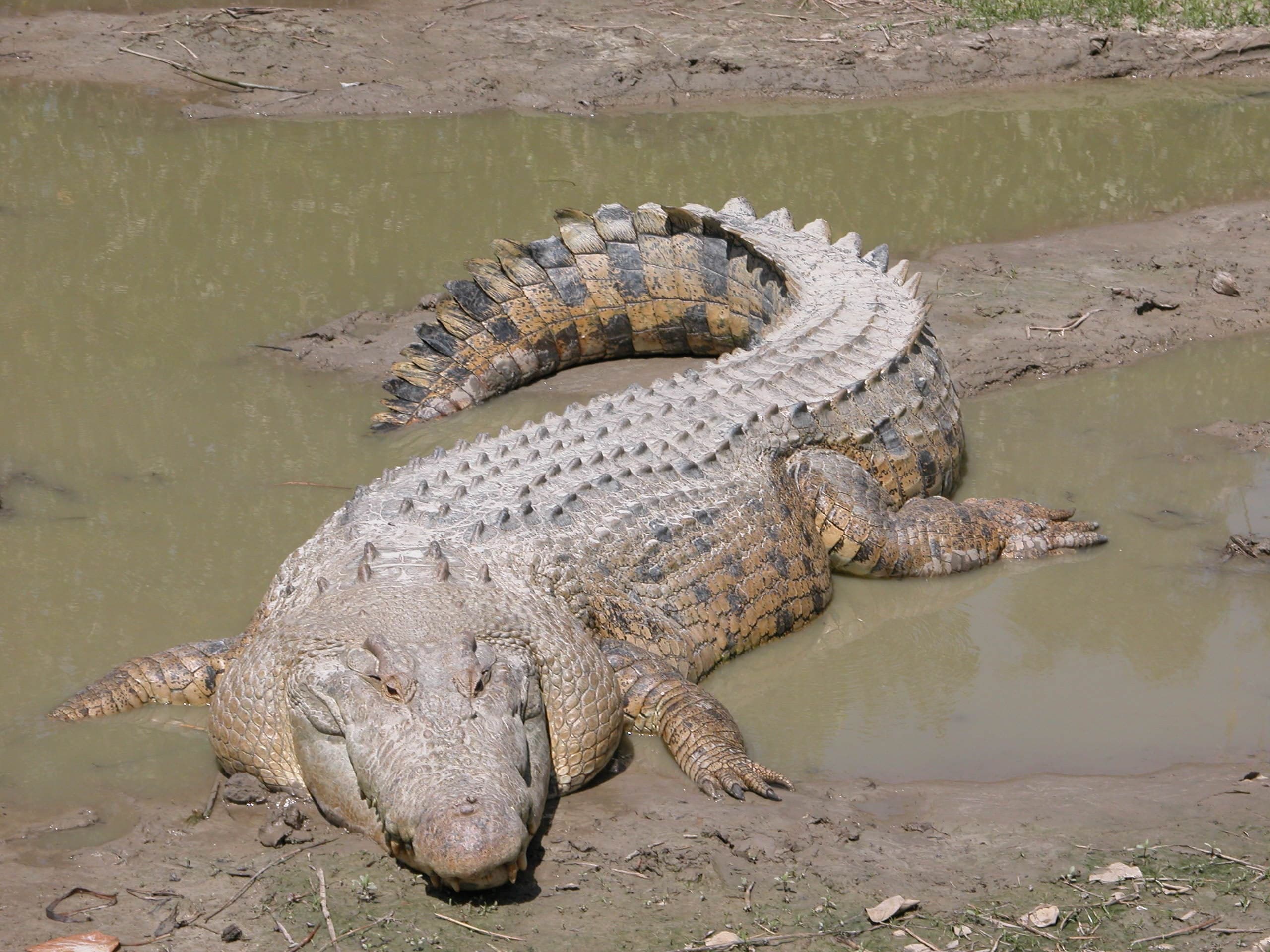 A saltwater crocodile resting on a riverbank surrounded by green vegetation