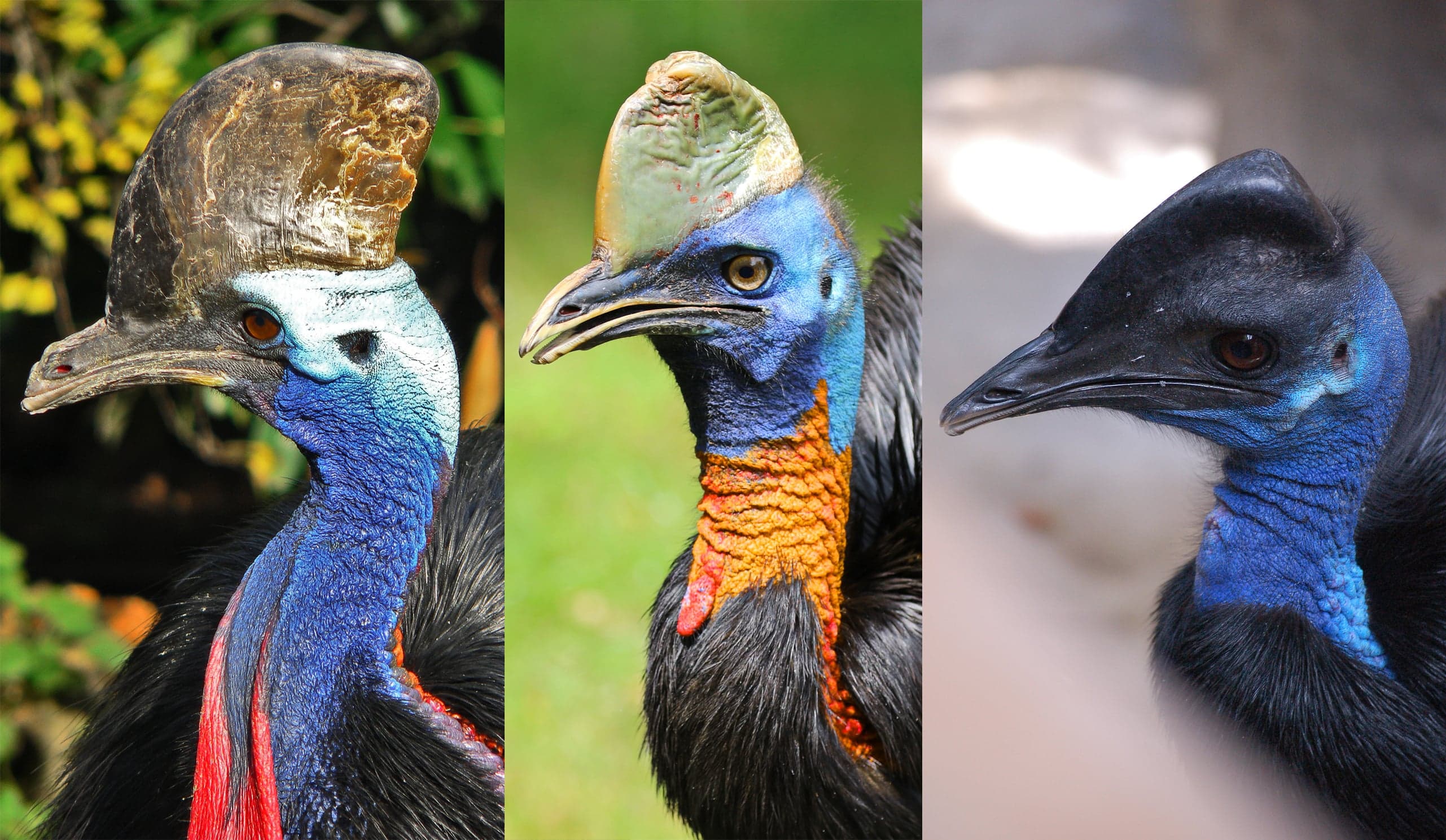 A southern cassowary with a bright blue neck and a tall horn on its head, standing in rainforest