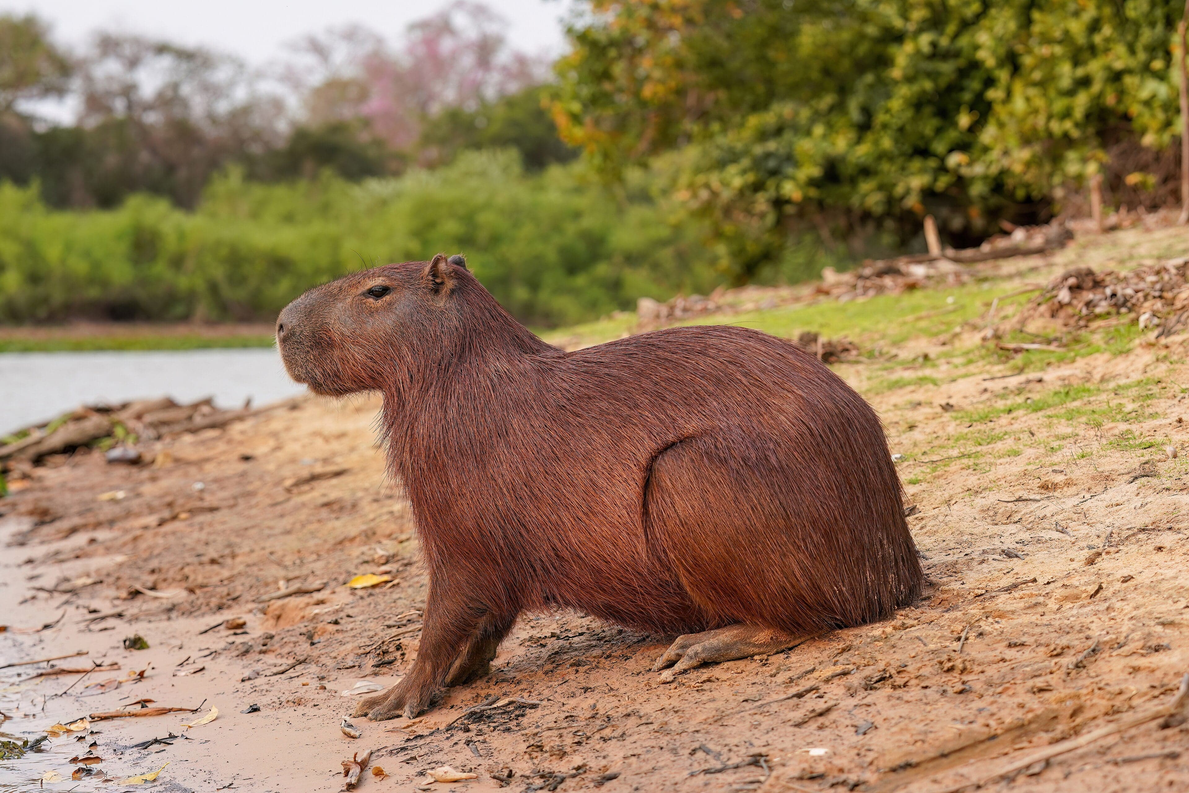 A group of capybaras resting on the bank of a river, some partially in the water