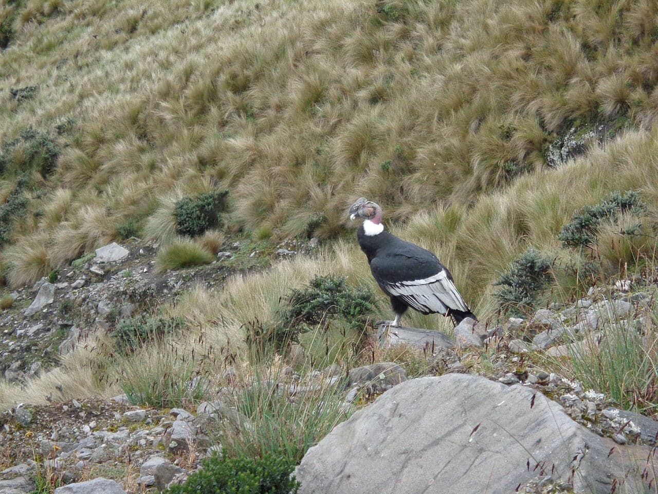 An Andean condor perched on rocks in mountain grassland