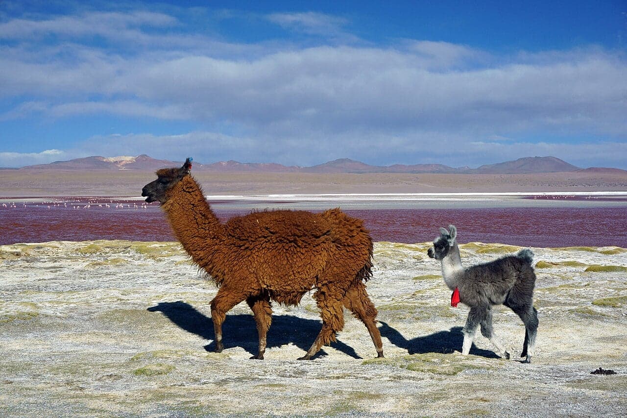 A brown llama and a baby grey llama beside a red lagoon high in the Andes