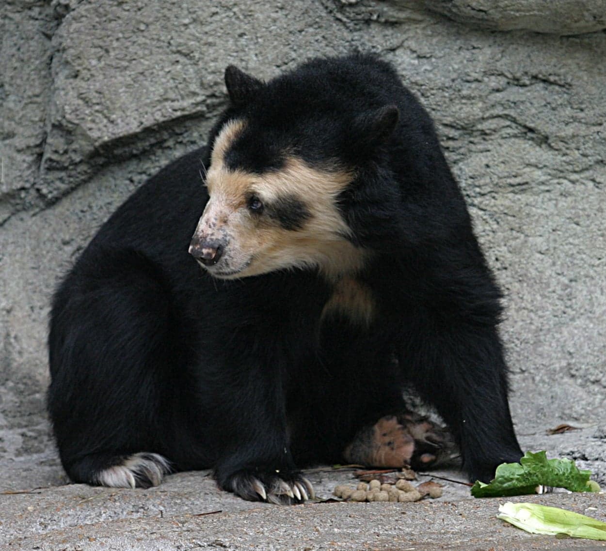 A spectacled bear with pale rings around its eyes, sitting in a rocky enclosure