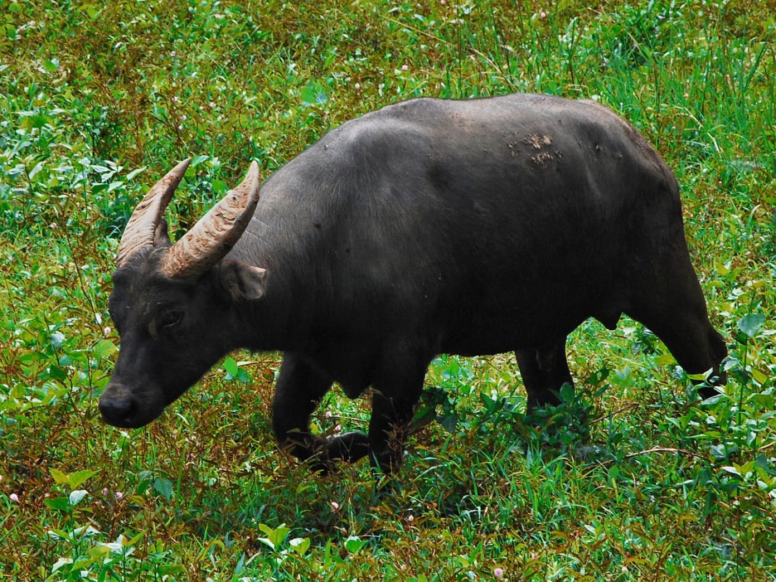 A small dark tamaraw buffalo with V-shaped horns walking through long grass