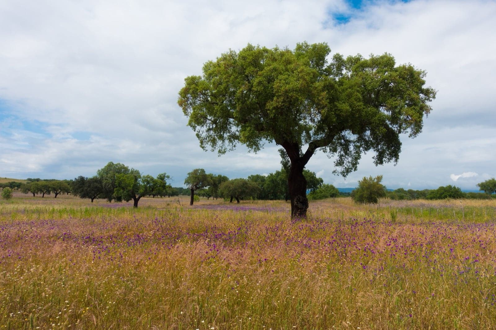 A cork oak tree in Portugal with its bark stripped, showing the red trunk underneath