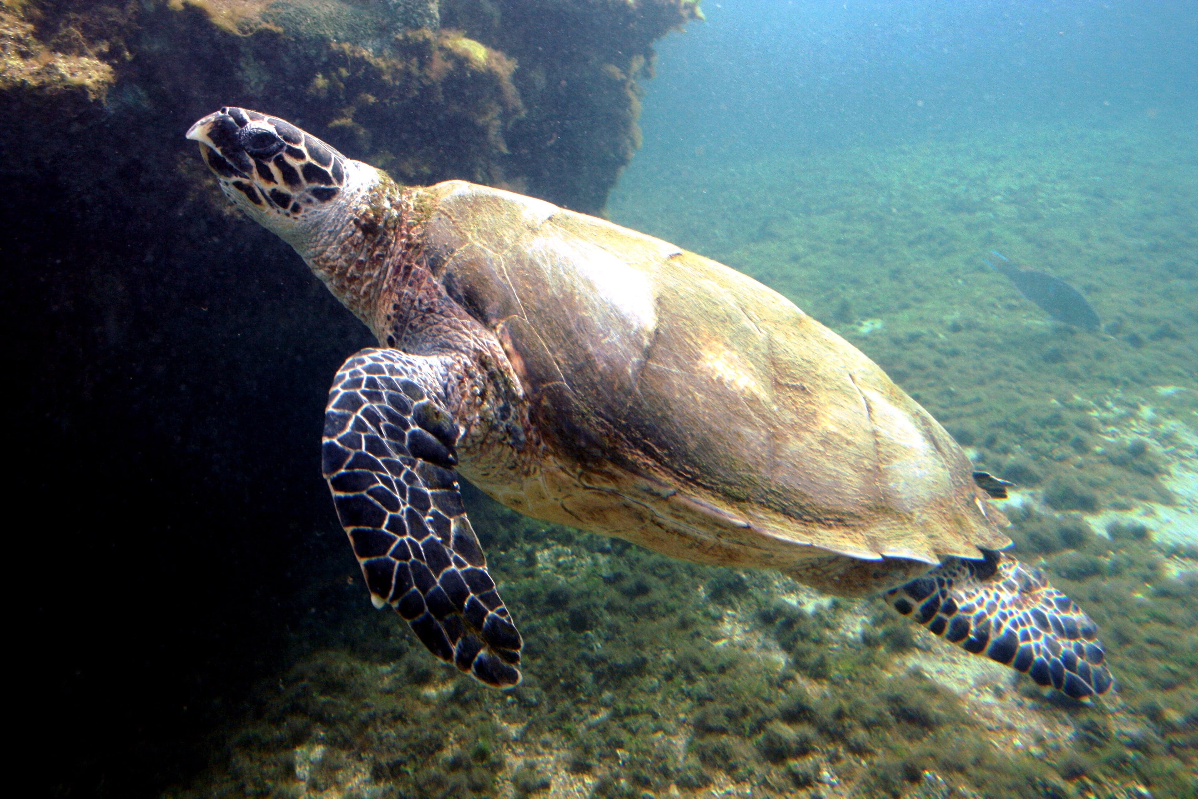 A hawksbill turtle with a pointed beak and patterned shell swimming over a coral reef