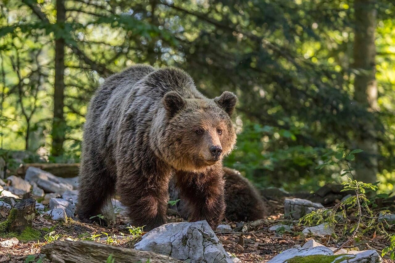 A European brown bear in a Romanian forest