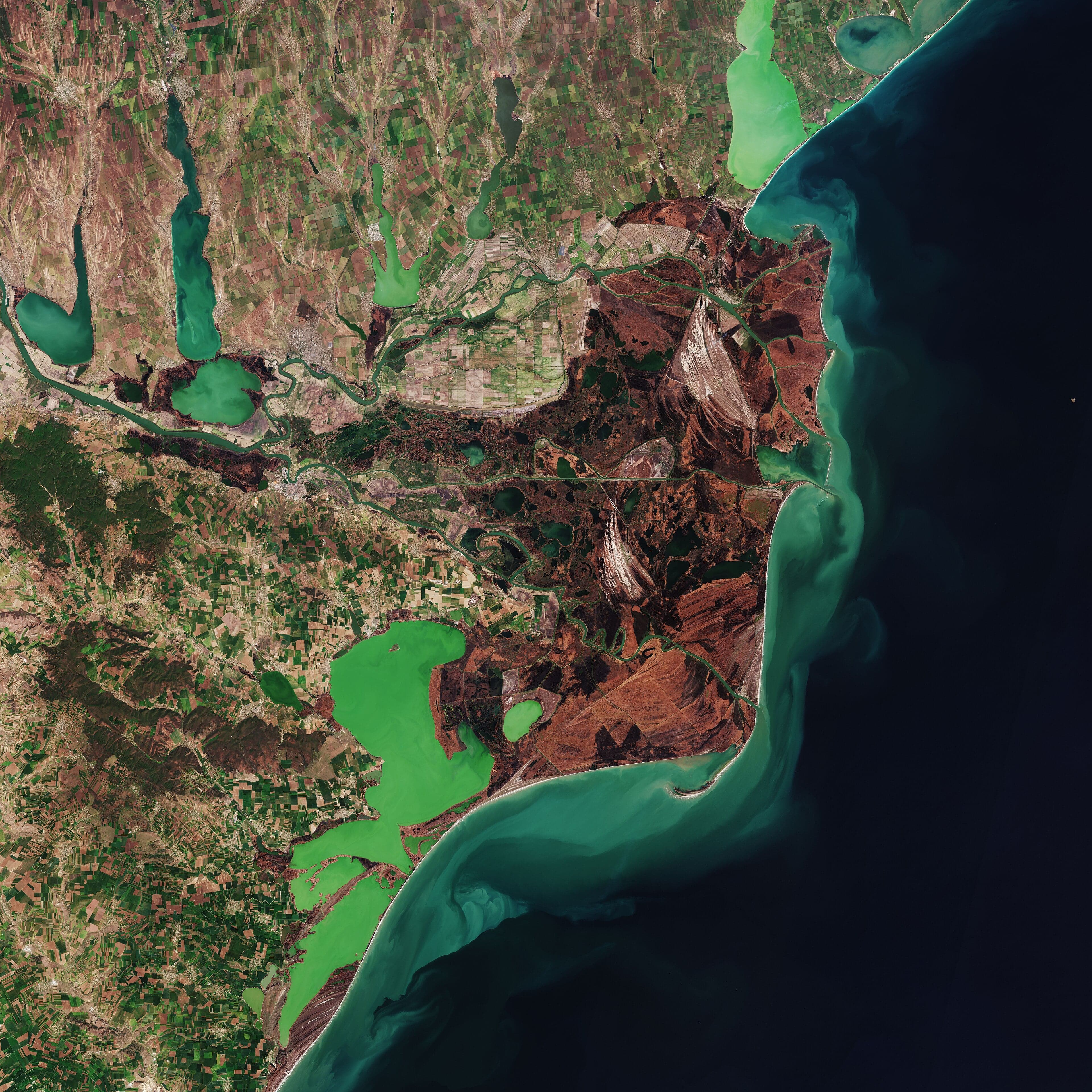 Reeds and waterways of the Danube Delta with a pelican flying
