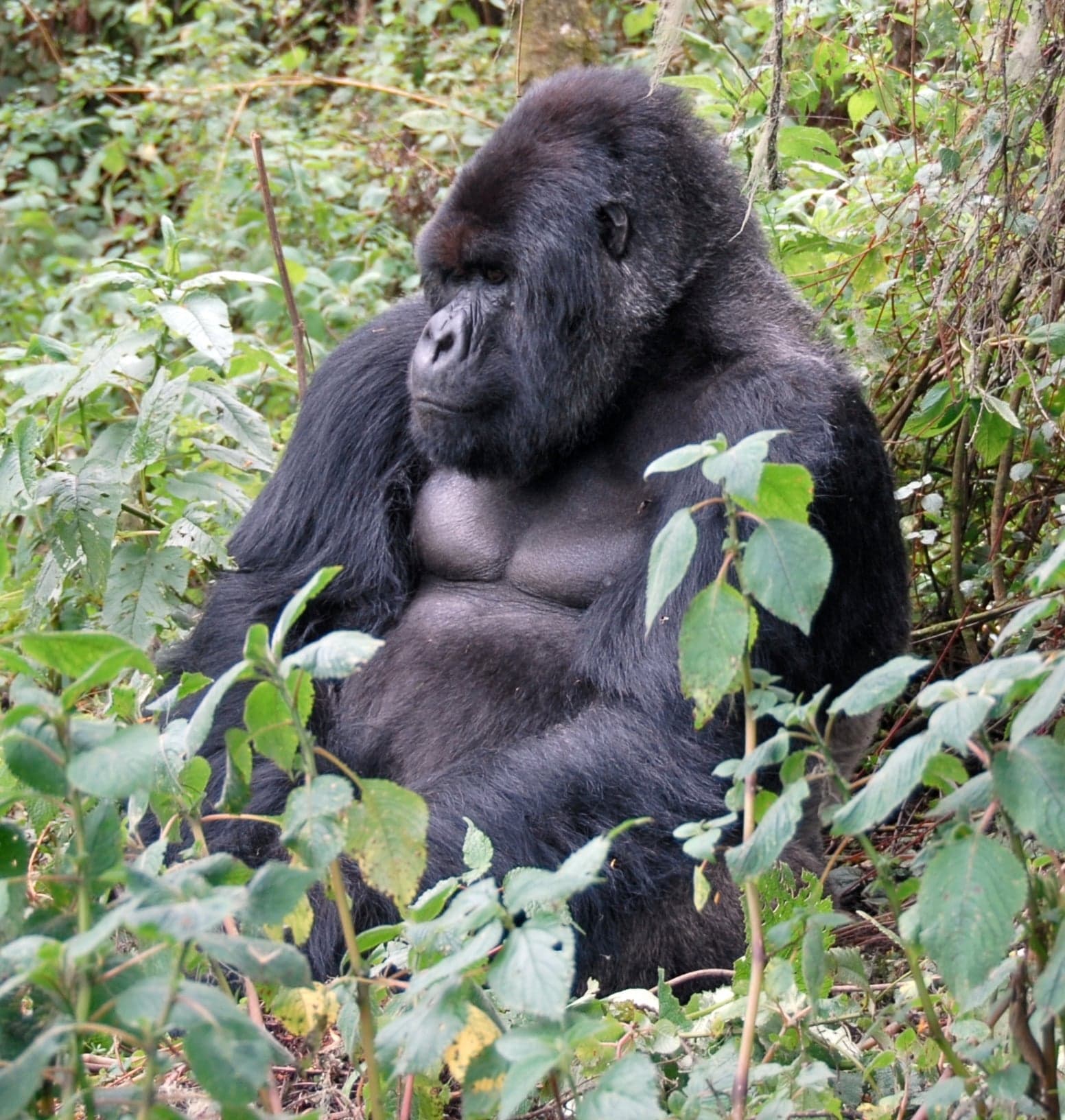 A mountain gorilla family resting in the misty bamboo forest of Volcanoes National Park