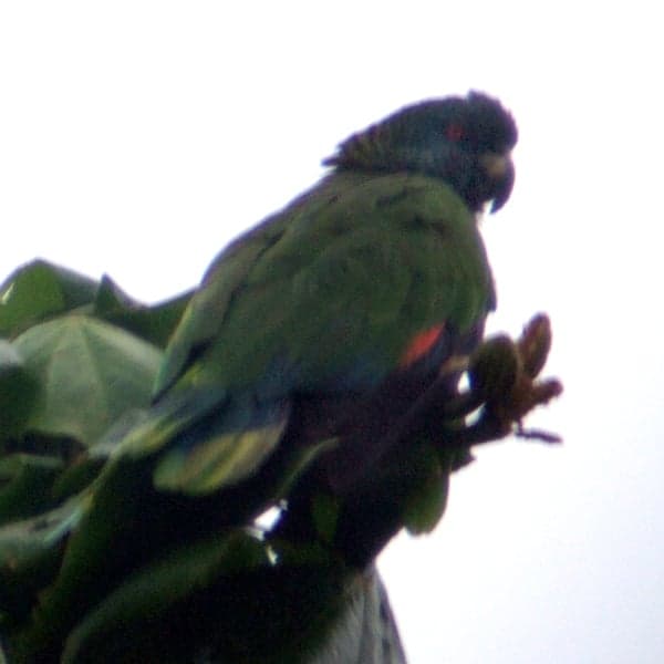 A vivid green parrot with blue face, red breast and yellow-green wings perched in a tree - the Saint Lucia parrot