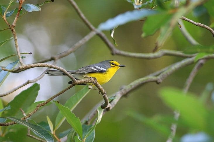 A small yellow and black warbler bird perched on a twig amid green leaves in Saint Lucia