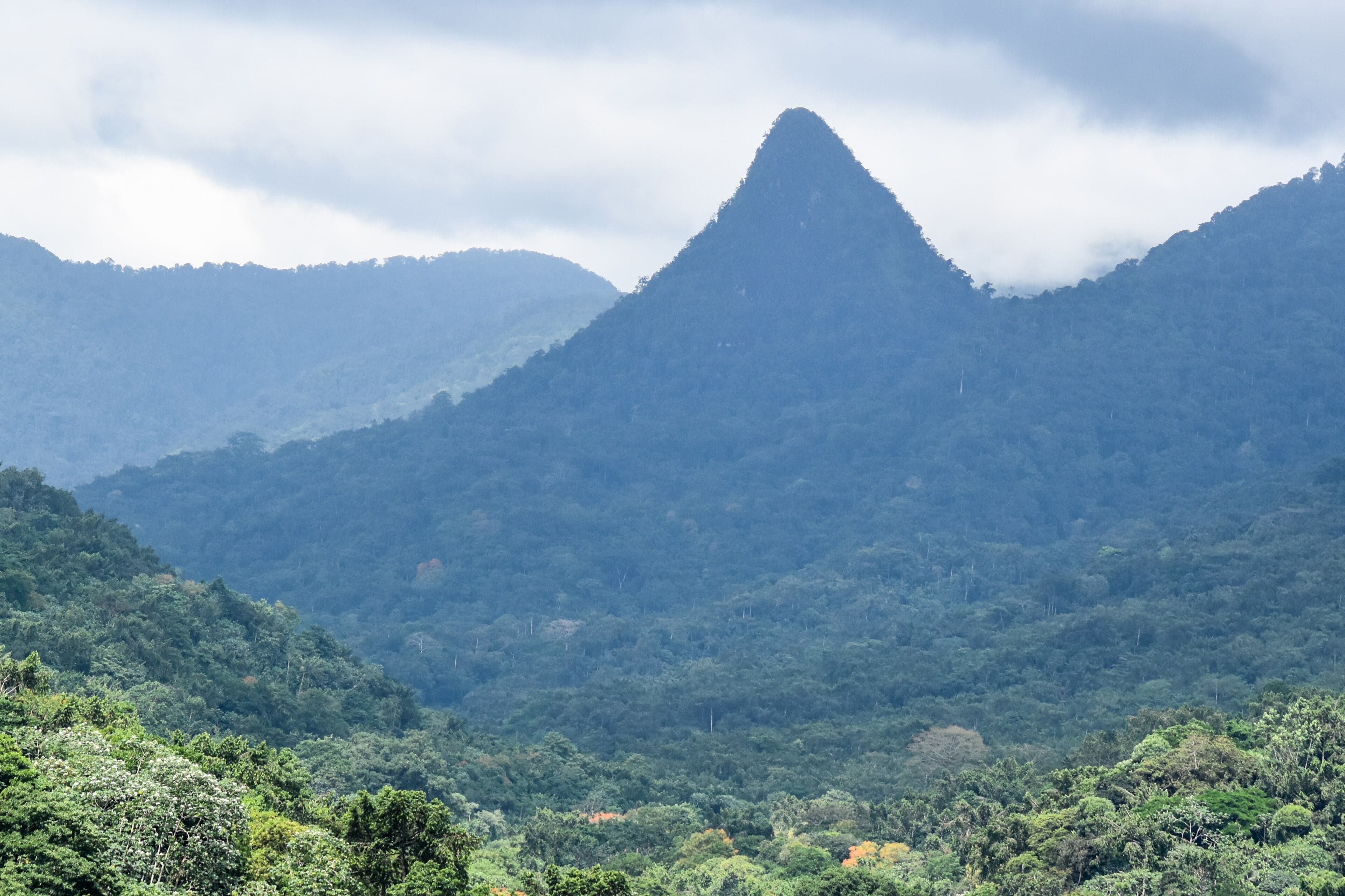Dense green rainforest canopy inside Obo Natural Park on São Tomé