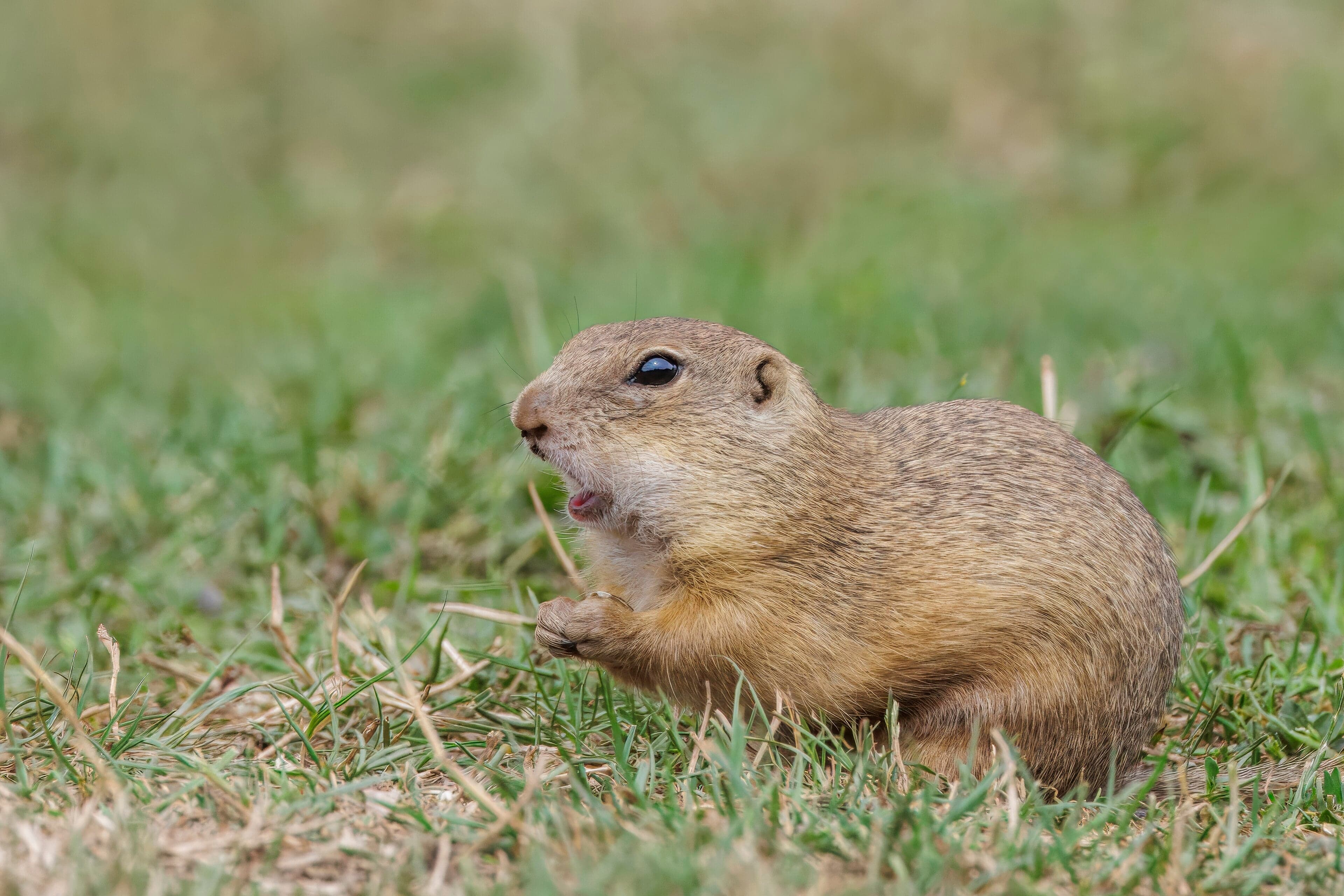A small European souslik standing upright on grassland