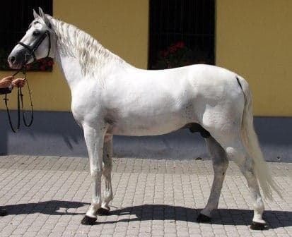 A white Lipizzaner horse performing classical dressage