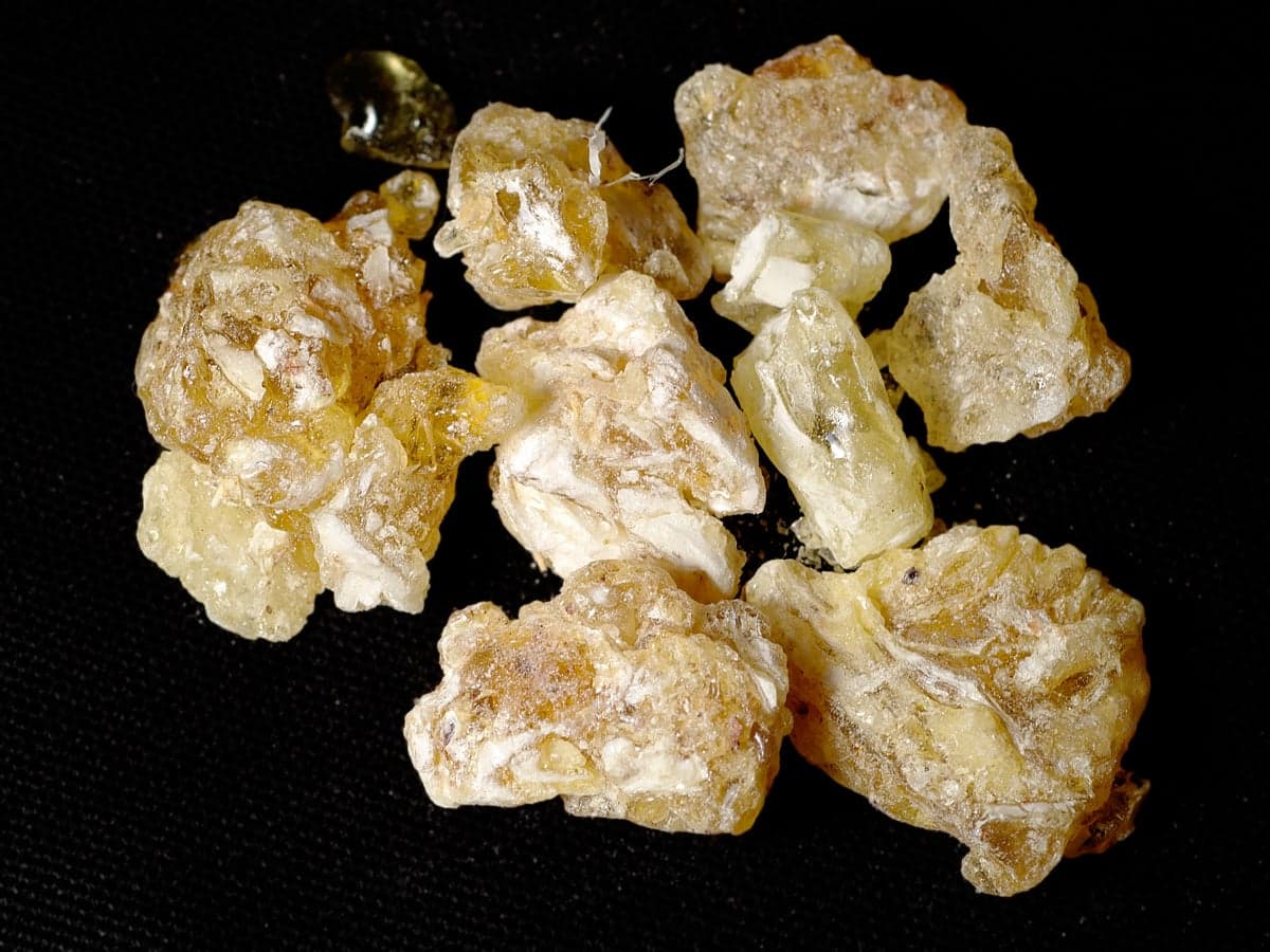 Golden drops of frankincense resin oozing from a cut in a Boswellia tree trunk