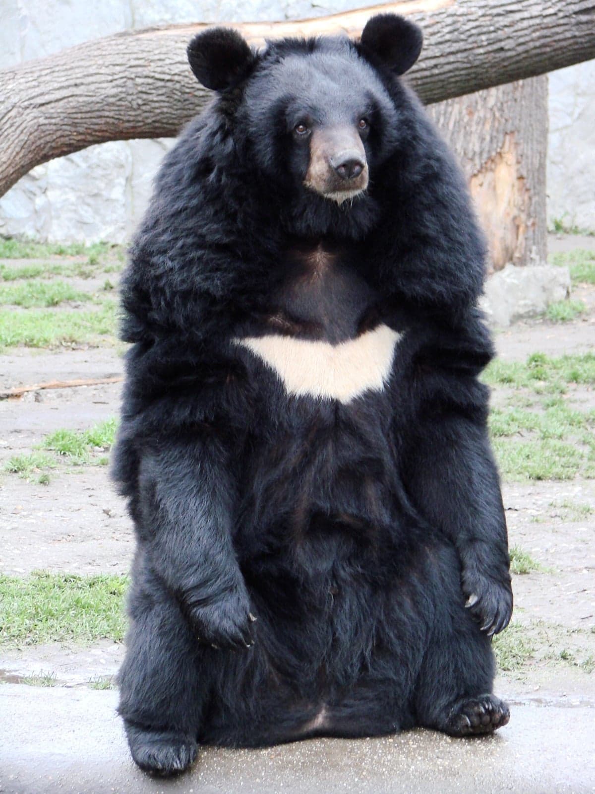 An Asiatic black bear sitting upright with a white V-shaped patch on its chest