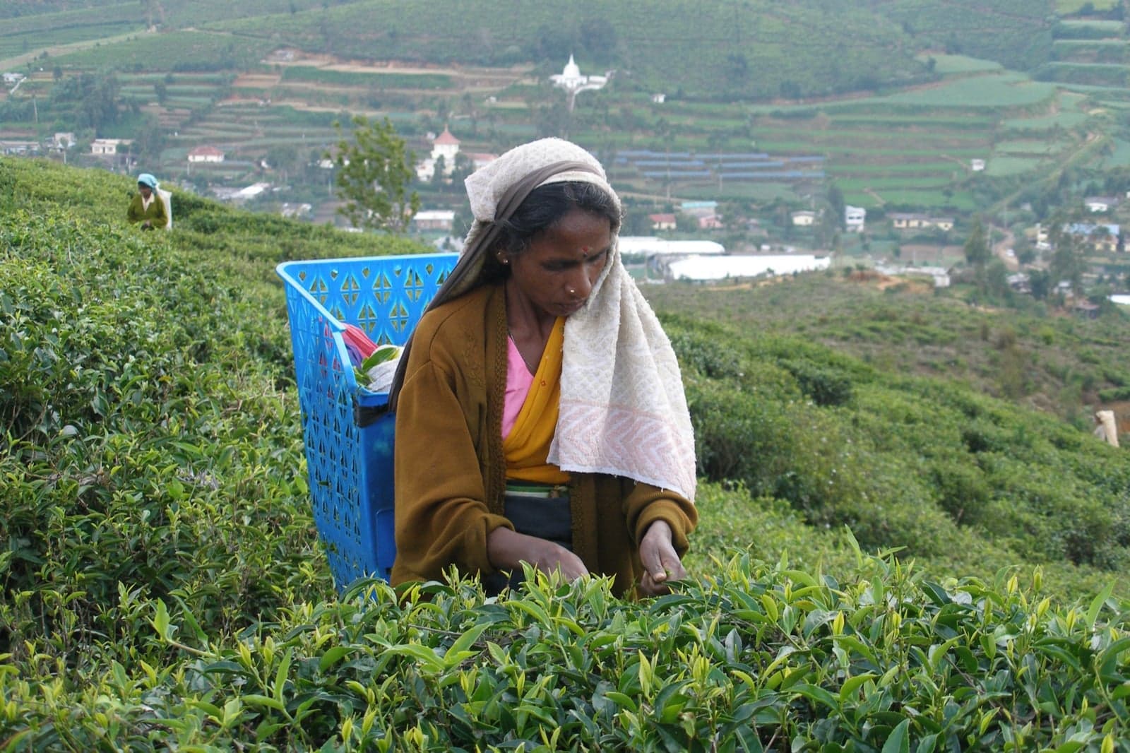 A tea picker on a terraced plantation in Nuwara Eliya, Sri Lanka