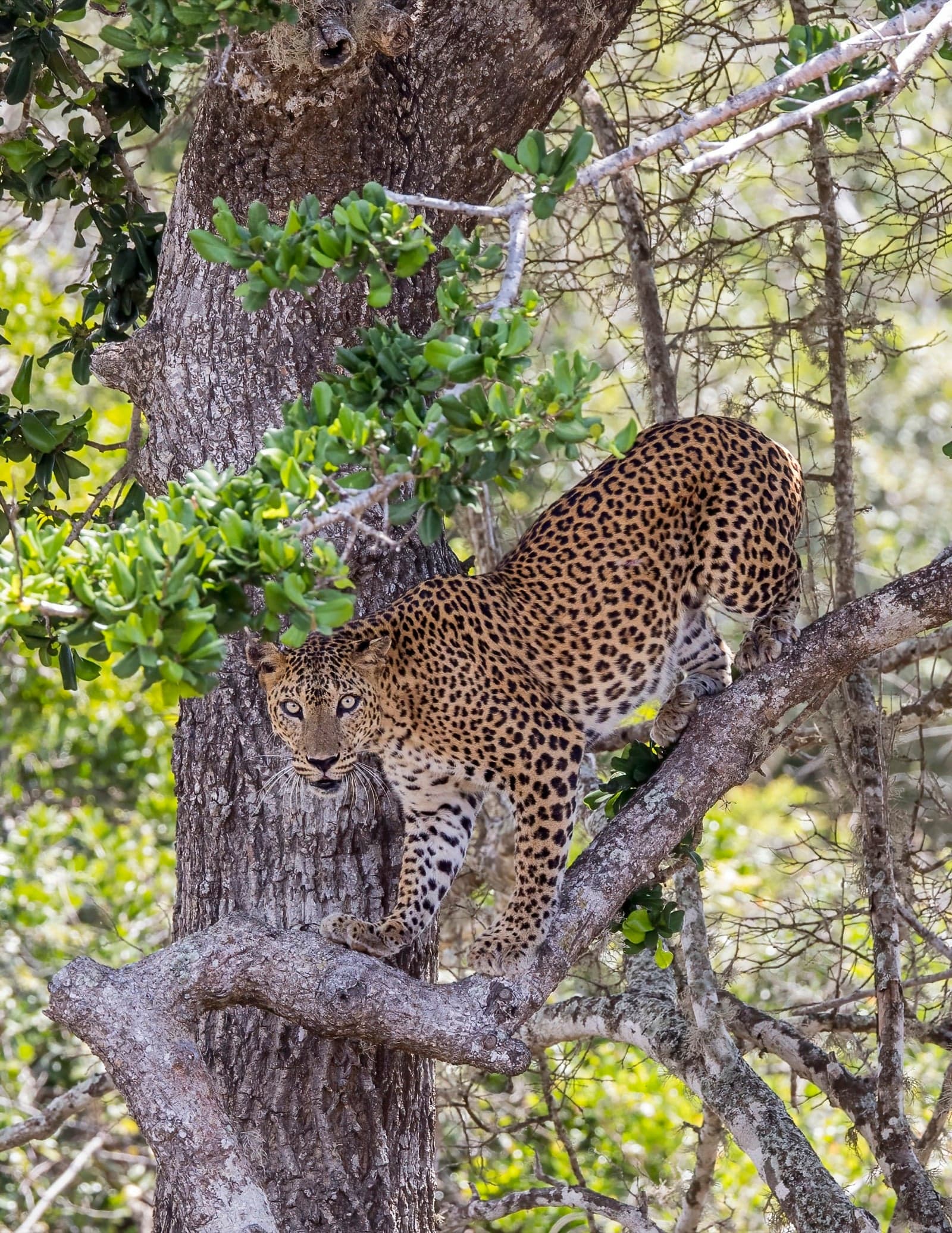 A Sri Lankan leopard standing on a tree branch in Yala National Park