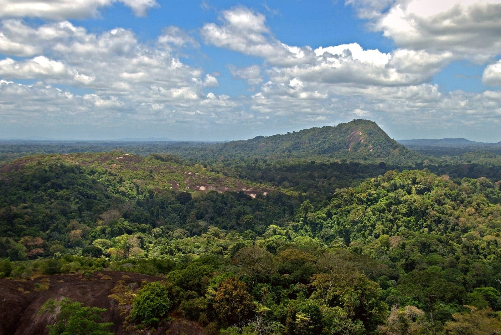 Aerial view of the lush green canopy of Central Suriname Nature Reserve