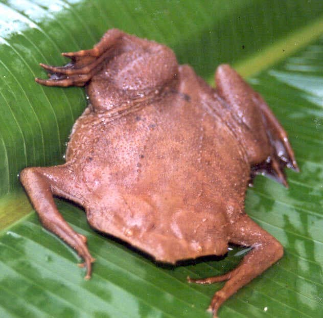 A Suriname toad with tiny babies emerging from pockets on its back