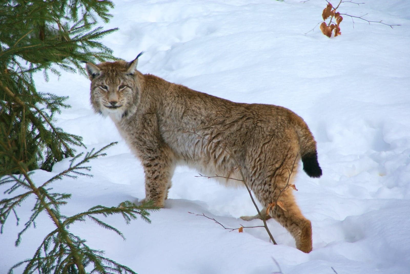 A Eurasian lynx standing in a snowy forest beside a pine tree
