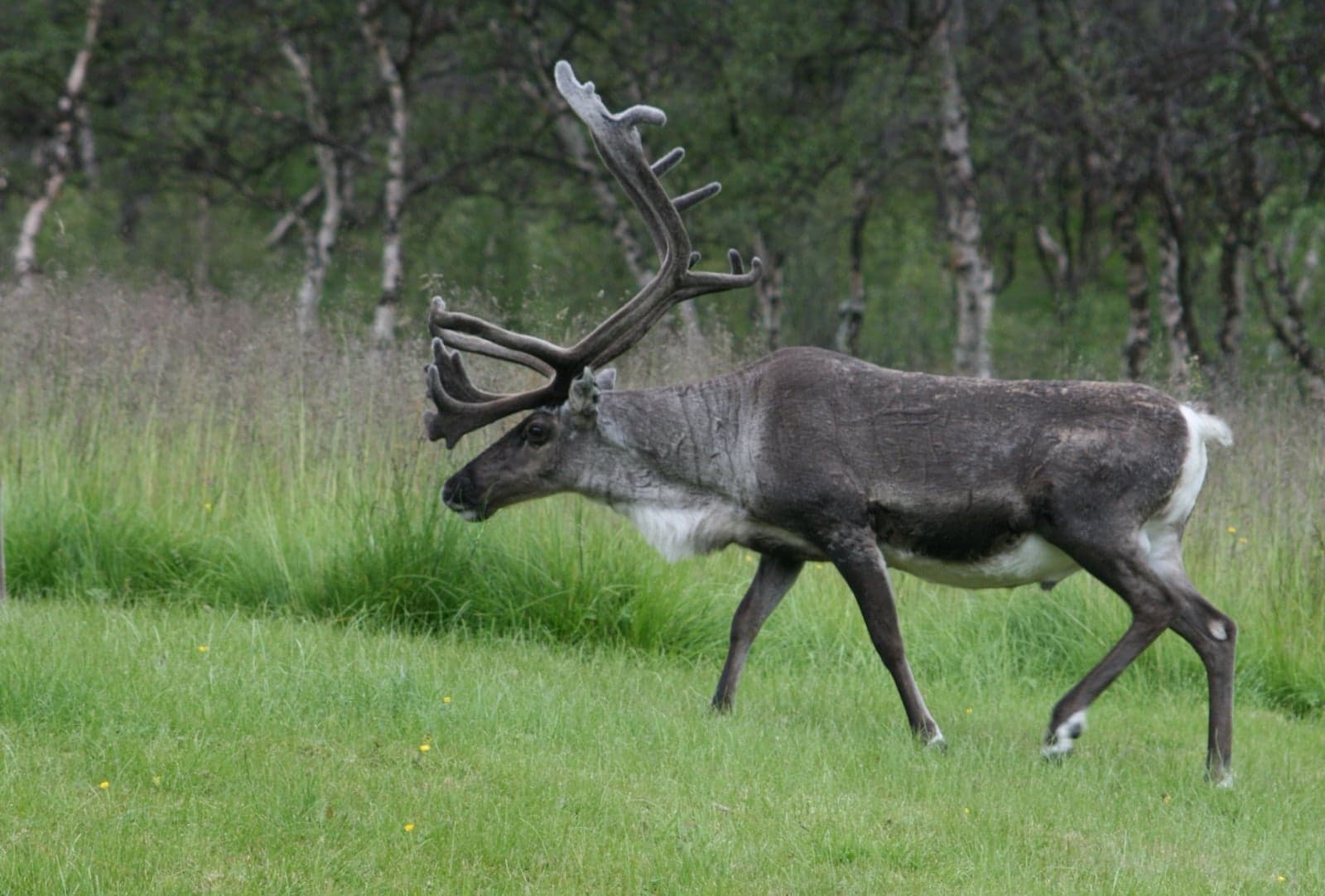 A reindeer with full antlers walking through a Swedish birch forest