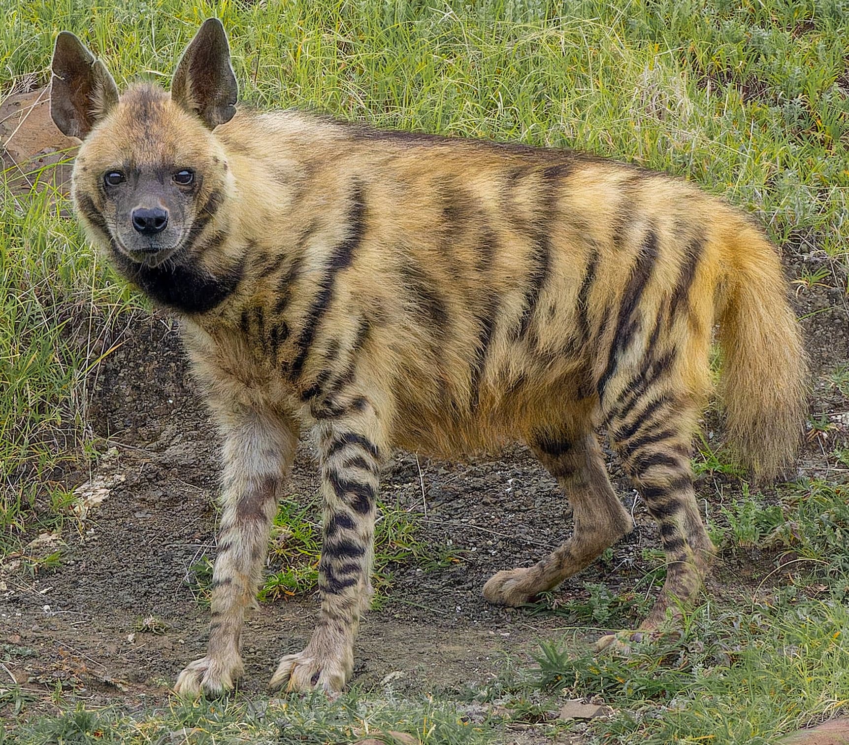A striped hyena with its distinctive mane and striped legs in rocky terrain