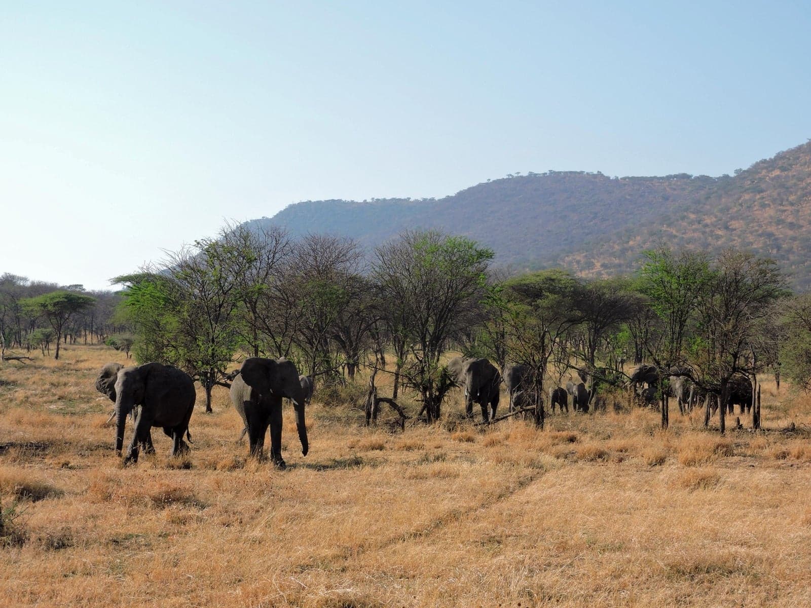 A vast herd of wildebeest spread across the Serengeti plains