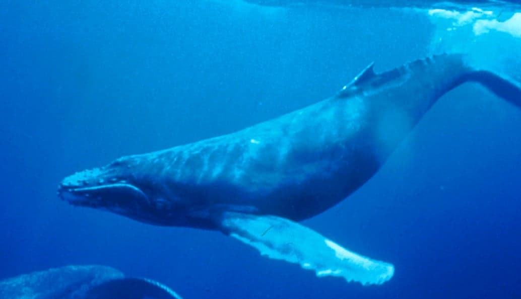 A humpback whale and her calf swimming in clear blue water near Tonga