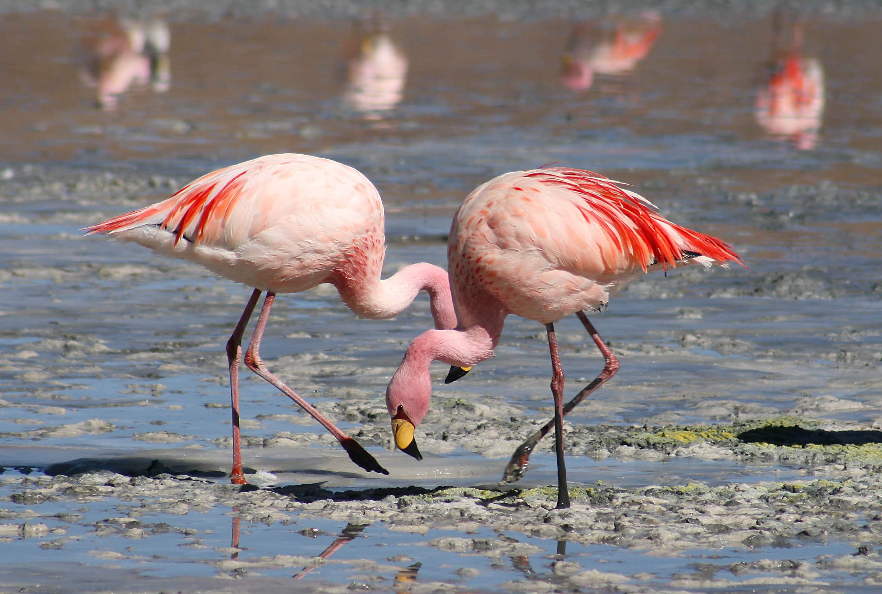 A flock of bright pink flamingos standing in shallow water in Tunisia