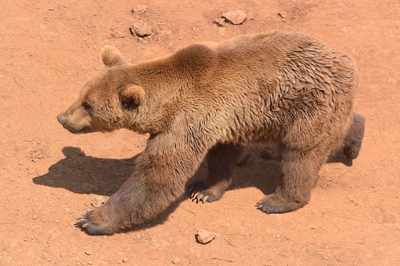 A brown bear walking through a forest in Turkey