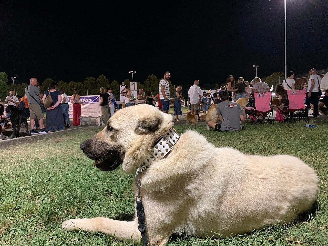 A pale-coloured Kangal shepherd dog standing in a grass field in Turkey