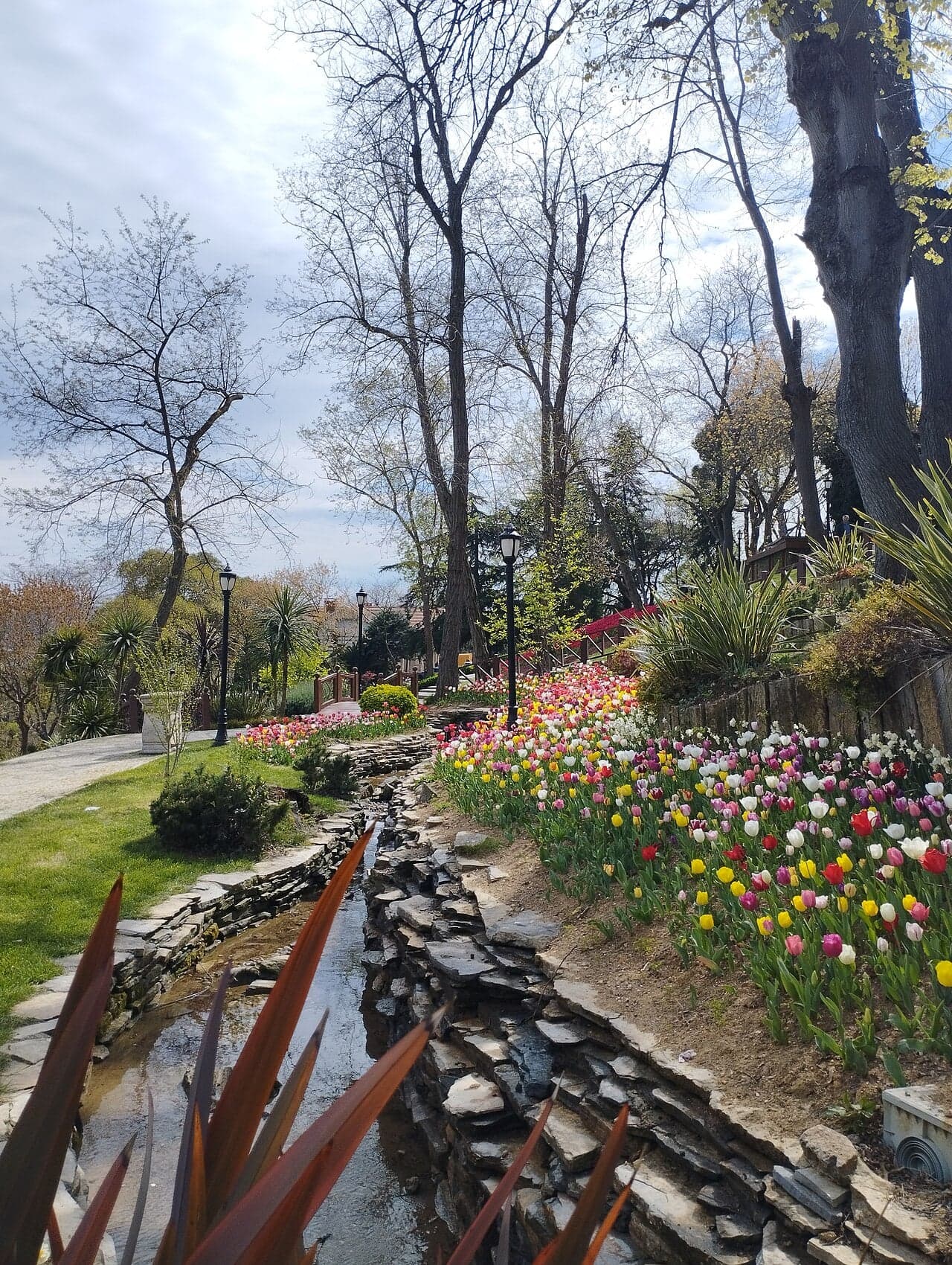 Colourful tulips in a Turkish garden during the spring tulip festival