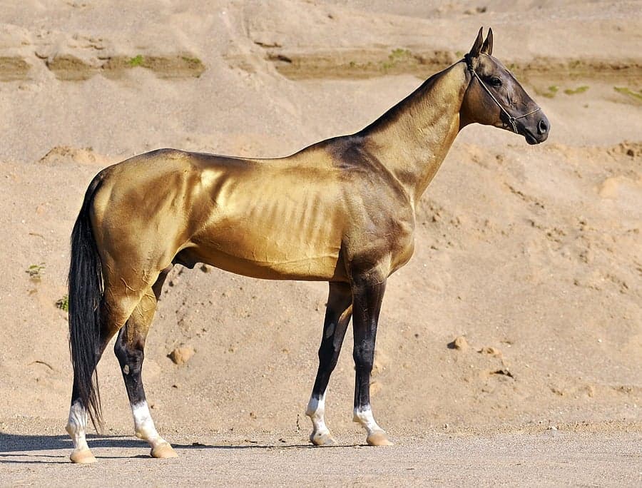 A gleaming golden-coated Akhal-Teke horse standing in sunlight against a desert backdrop