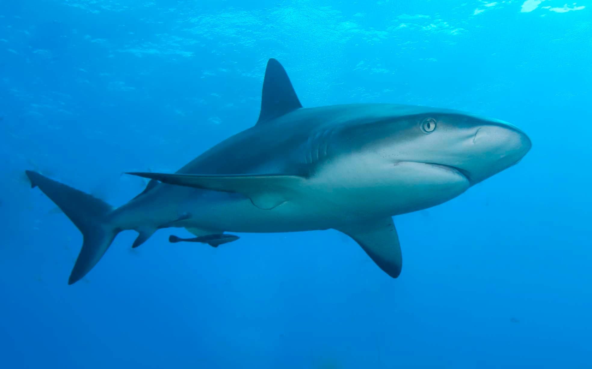 A slender grey reef shark gliding over colourful coral in clear blue water