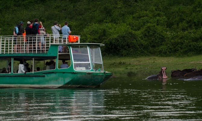 A group of hippos resting in the Kazinga Channel with only their eyes and ears above water