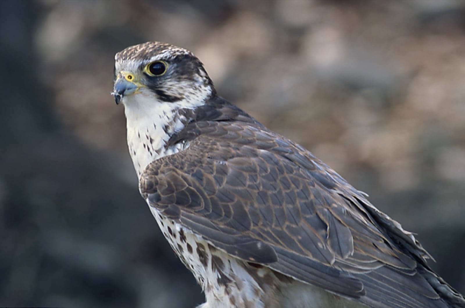 A saker falcon perched, looking sharp-eyed